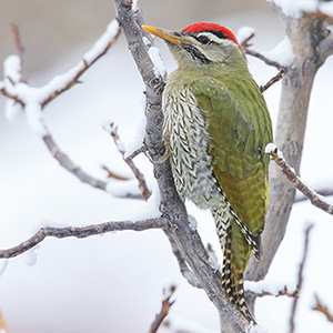 Scaly-bellied Woodpecker